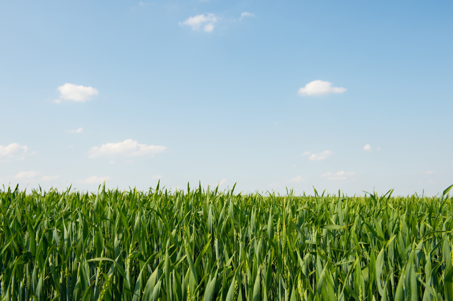 Promotion: GUARDIAN 2 gas cannon